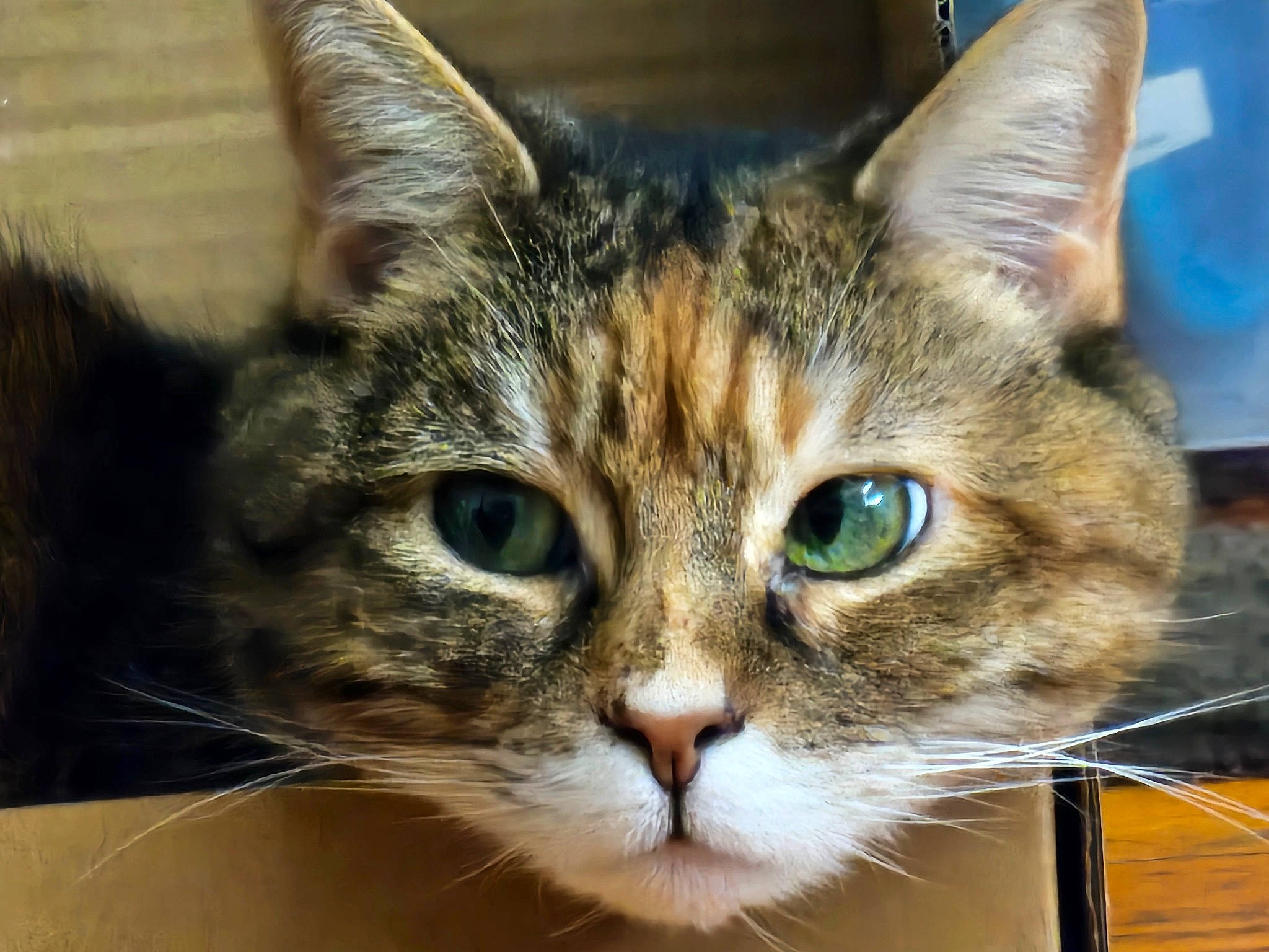 Peaches is registered to the contest to win money with this photo: carnivore, cat, domestic_short_haired_cat, felidae, fur, iris, small_to_medium_sized_cats, snout, whiskers