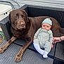 Luca is registered to the contest to win money with this photo: baby, dog, chocolate_labrador, outdoor, patio, woven_furniture, baby_clothing, beanie, hand, curious, cozy, couch, animal, pet, infant, relaxing, companionship, daylight, human, friendship