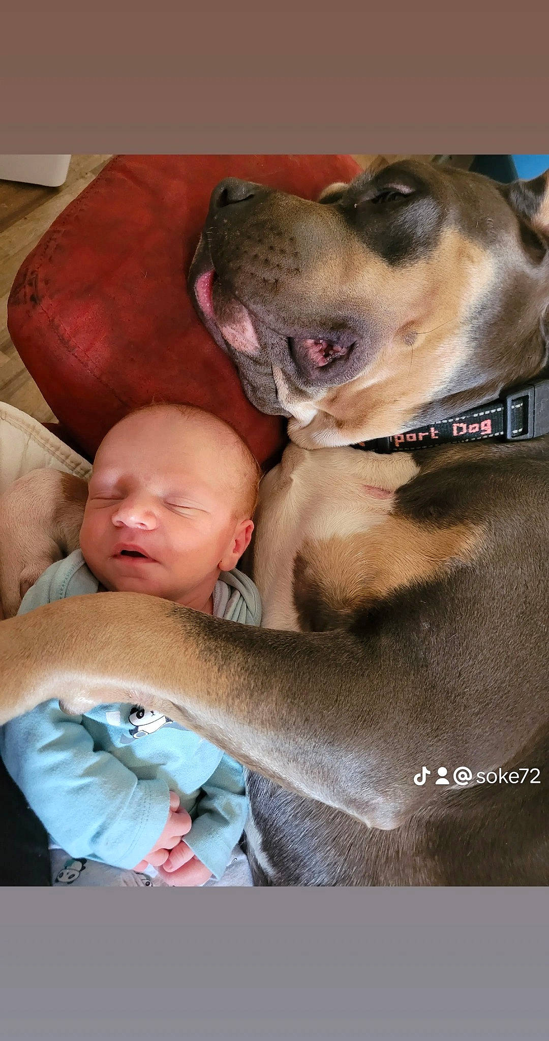 Karma a rejoint le concours — aidez-le/la à gagner de superbes lots ! baby, carnivore, collar, comfort, companion_dog, couch, dog, dog_breed, dog_collar, fawn, fur, guard_dog, happy, molosser, paw, photo_caption, toddler, whiskers, working_dog, wrinkle