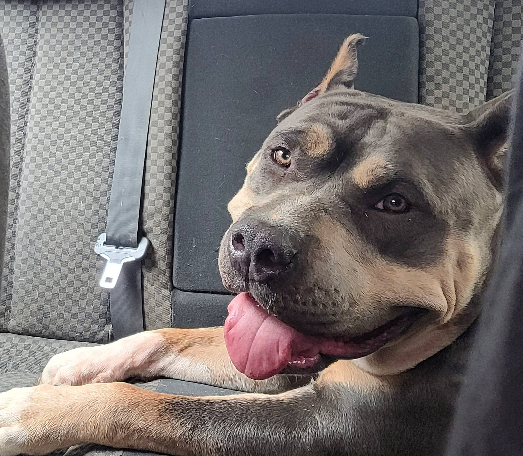 Karma a rejoint le concours — aidez-le/la à gagner de superbes lots ! canidae, carnivore, collar, comfort, companion_dog, dog, dog_breed, dog_collar, fawn, giant_dog_breed, guard_dog, jaw, metal, selfie, snout, sporting_group, square, vehicle_door, whiskers, working_animal