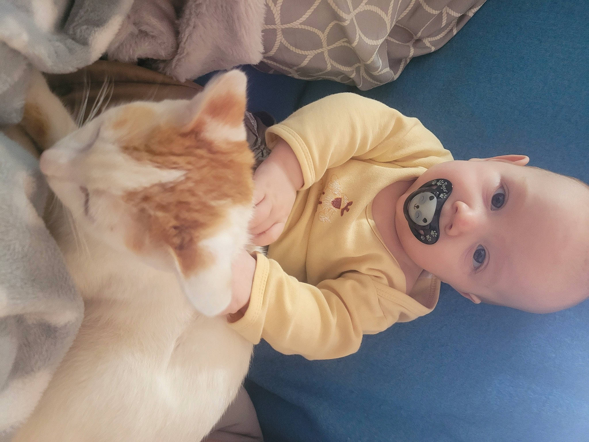 Owen participe au concours pour gagner de l'argent avec cette photo : baby, carnivore, cat, comfort, eyelash, fawn, felidae, gesture, hand, happy, head, nose, person, skin, small_to_medium_sized_cats, smile, tail, toddler, vertebrate, whiskers