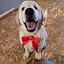 dog, puppy, golden_retriever, bow, red_bow, indoor, tiled_floor, smiling, pet, animal, cute, happy, looking_up, gift_wrapping, festive, bell, fur, sitting, canine, domestic_animal