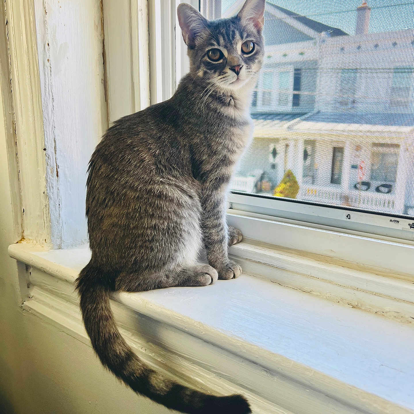 Nala joined the competition — help win amazing prizes! cat, gray_tabby, windowsill, window, indoor, pet, animal, curious, sitting, feline, whiskers, tail, ears, looking, house, screen, daylight, domestic_cat, cute, young_cat