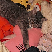 Nala joined the competition — help win amazing prizes! cat, sleeping, tabby, plush_toys, stuffed_animals, blanket, cozy, indoor, resting, cute, soft, animal, pet, feline, comfort, nap, colorful, cuddle, relax, toy