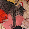 cat, sleeping, tabby, plush_toys, stuffed_animals, blanket, cozy, indoor, resting, cute, soft, animal, pet, feline, comfort, nap, colorful, cuddle, relax, toy