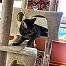 Nala is registered to the contest to win money with this photo: cat, kitten, cat_tree, playful, tabby, indoor, furniture, scratching_post, pet, animal, tongue_out, relaxing, cozy, home_interior, window, wood_floor, decorative_plates, orange_wall, toy, houseplant