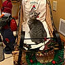 Nala is registered to the contest to win money with this photo: cat, tabby_cat, wicker_basket, christmas_blanket, snowman_decoration, holiday_wreath, indoor, floor_tile, electrical_outlet, wall_vent, curious, head_tilt, decor, festive, christmas, feline, pet, cozy, ornament, seasonal