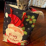 cat, kitten, gift_bag, christmas, holiday, indoor, wooden_floor, santa_claus, holly, red_handle, tabby, pet, curious, playful, animal, feline, decor, bed, blanket, cozy