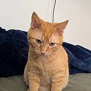 Bronx is registered to the contest to win money with this photo: cat, orange_tabby, pet, indoor, bed, blanket, feline, cute, animal, whiskers, ears, fur, domestic_cat, resting, looking_down, cozy, home, mammal, young_cat, curious