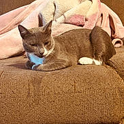 Blu joined the competition — help win amazing prizes! cat, gray_cat, white_paws, couch, brown_couch, blanket, pink_blanket, indoor, pet, feline, resting, cozy, fur, whiskers, relaxed, home, animal, domestic_cat, cute, sleepy