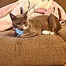 cat, gray_cat, white_paws, couch, brown_couch, blanket, pink_blanket, indoor, pet, feline, resting, cozy, fur, whiskers, relaxed, home, animal, domestic_cat, cute, sleepy