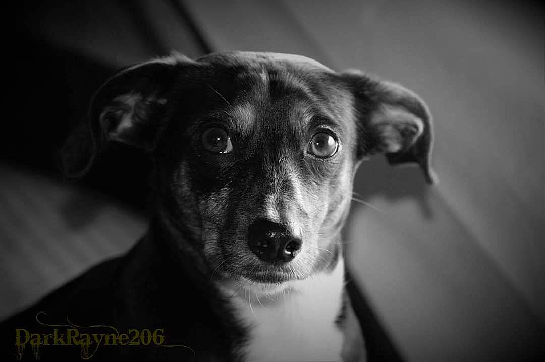 Mace joined the competition — help win amazing prizes! canidae, carnivore, close_up, companion_dog, darkness, dog, dog_breed, flash_photography, fur, grey, guard_dog, monochrome, monochrome_photography, snout, sporting_group, street_dog, terrestrial_animal, toy_dog, whiskers, working_animal