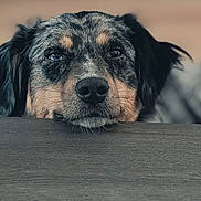 Una participe au concours pour gagner de l'argent avec cette photo : animal, black, blurry_background, brown, calm, canine, chin_on_table, closeup, cute, dog, ears, eyes, fur, gray, muzzle, outdoor, pet, portrait, resting, snout