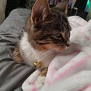 Lola joined the competition — help win amazing prizes! cat, tabby_cat, feline, bell, necklace, whiskers, ear, paw, blanket, bedding, soft_texture, close_up, portrait, indoor, bedroom, resting, fur, looking_away, cozy, accessory