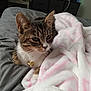 Lola is registered to the contest to win money with this photo: cat, feline, pet, tabby, striped_fur, whiskers, bell, necklace, blanket, pink_blanket, bed, comforter, cozy, indoor, bedroom, dresser, bottles, closeup, paw, resting