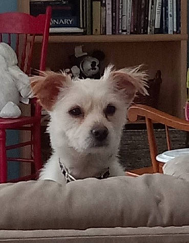 Butters joined the competition — help win amazing prizes! bookcase, canidae, carnivore, chair, comfort, companion_dog, dog, dog_breed, dog_supply, fur, non_sporting_group, shelf, shelving, small_terrier, snout, sporting_group, terrestrial_animal, terrier, toy_dog, working_animal