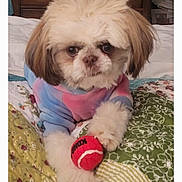 Carmella joined the competition — help win amazing prizes! dog, puppy, toy, tennis_ball, sweater, bed, quilt, indoor, pet, cute, fluffy, white_fur, brown_ears, small_dog, animal, resting, close_up, playing, companion, adorable