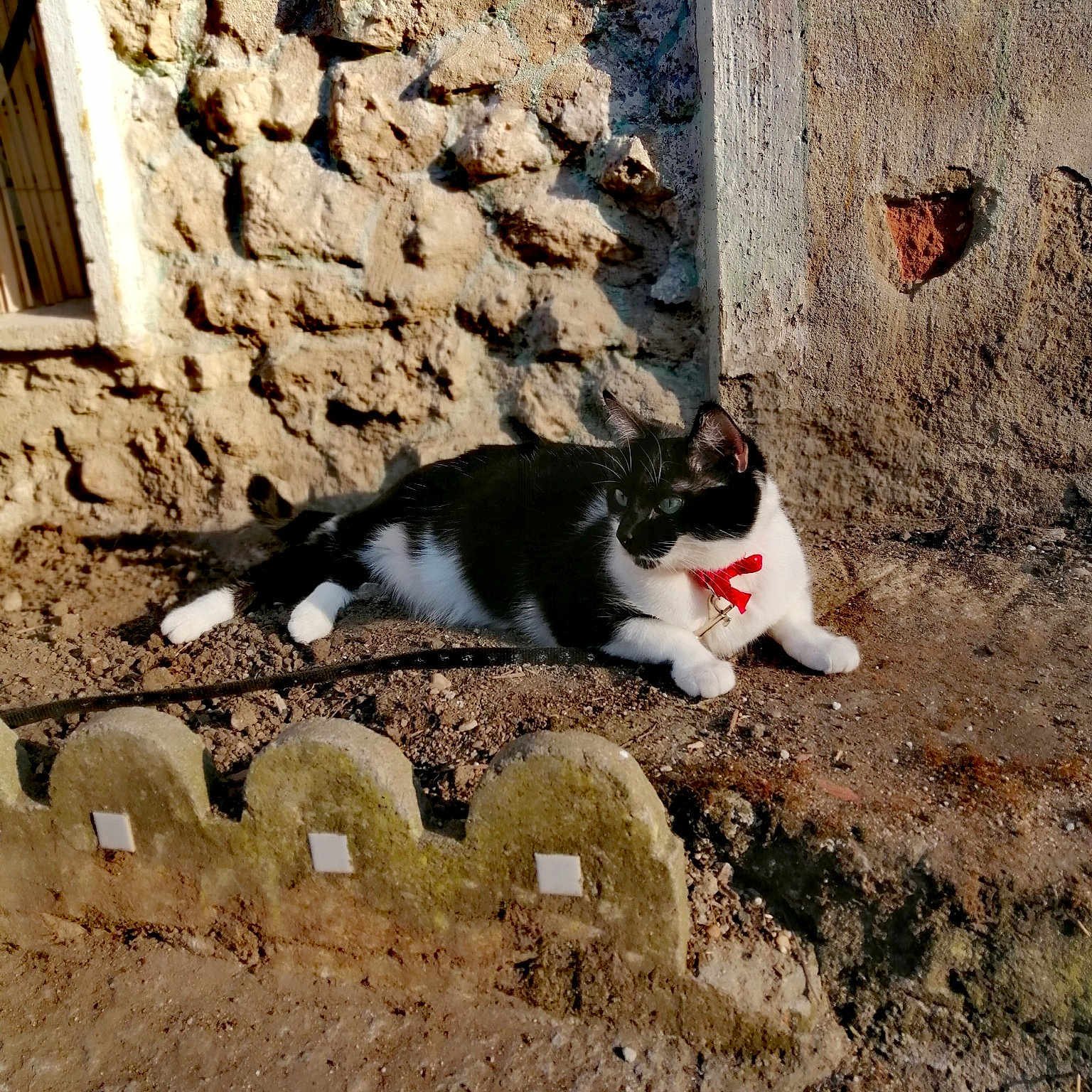 Kaya