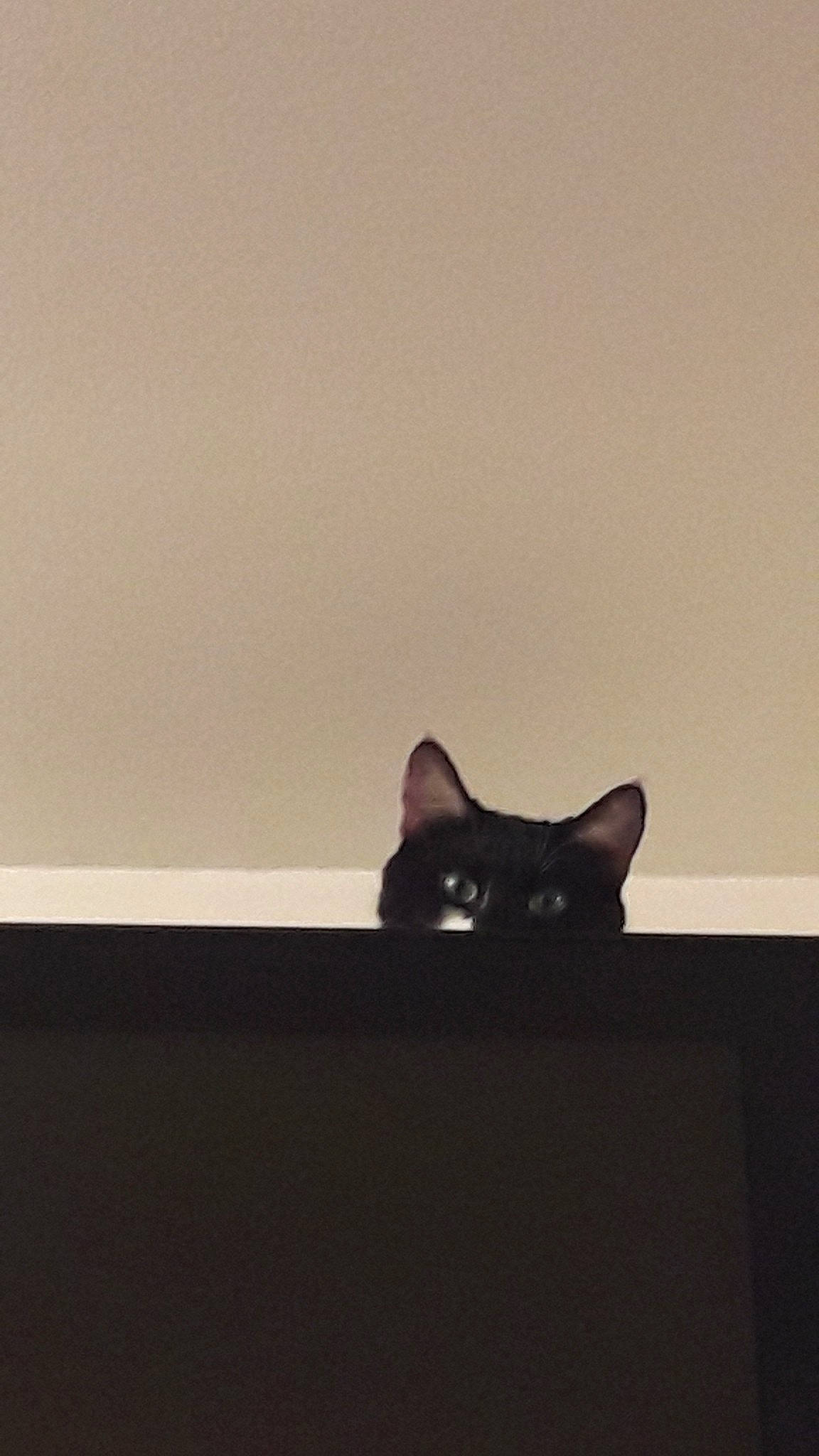 Kaya participe au concours pour gagner de l'argent avec cette photo : asian, black_cat, bombay, carnivore, cat, felidae, shoe, sky, small_to_medium_sized_cats, tail, whiskers