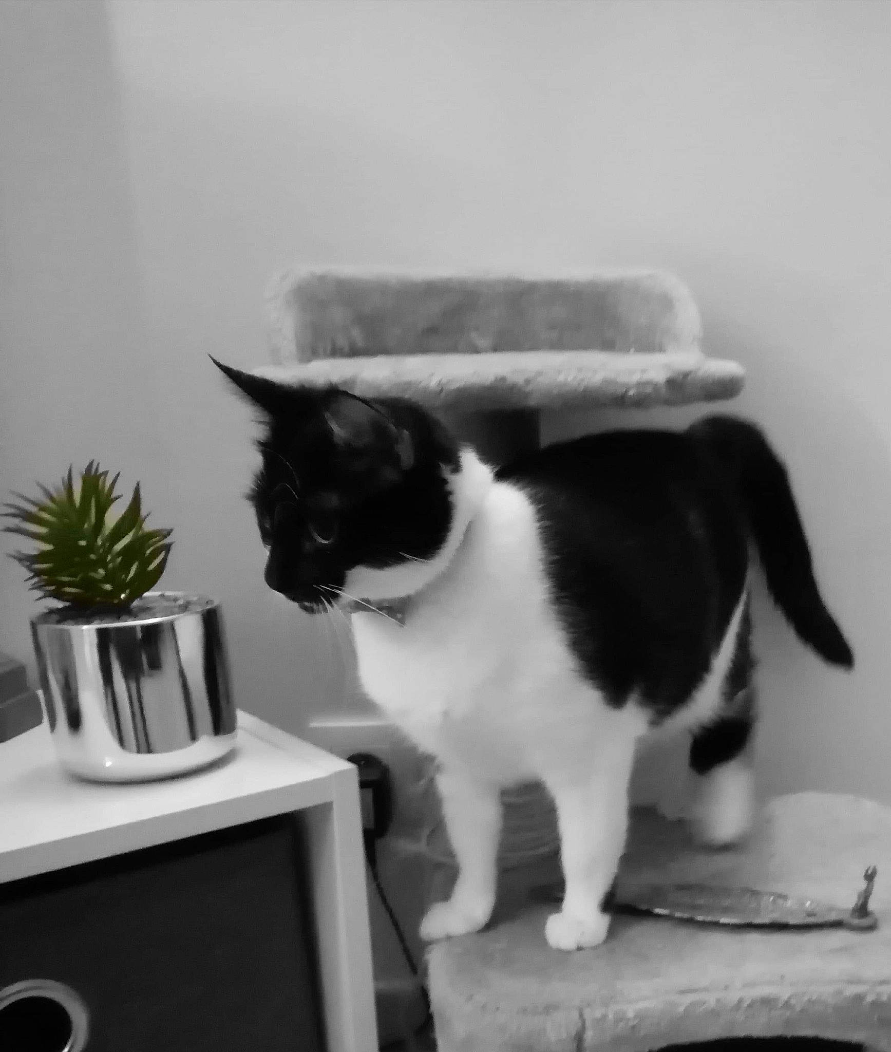 Kaya participe au concours pour gagner de l'argent avec cette photo : black_and_white, black_cat, carnivore, cat, domestic_short_haired_cat, felidae, fur, kitten, polydactyl_cat, small_to_medium_sized_cats, table, tail, whiskers, window