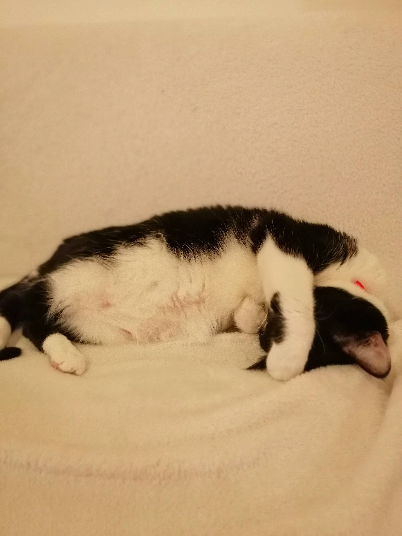 Kaya a rejoint le concours — aidez-le/la à gagner de superbes lots ! black_and_white, carnivore, cat, felidae, fur, kitten, nap, paw, sleep, small_to_medium_sized_cats, tail, whiskers