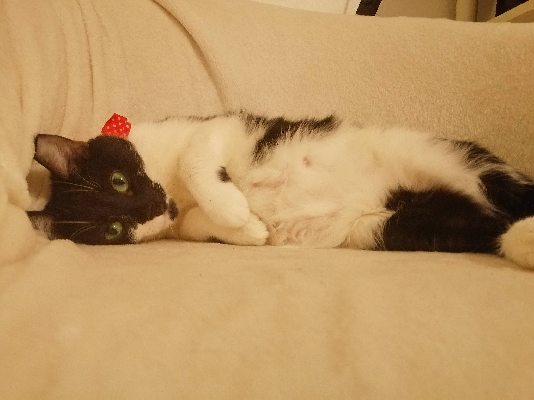 Kaya participe au concours pour gagner de l'argent avec cette photo : canidae, carnivore, cat, comfort, ear, felidae, fur, kitten, nap, paw, skin, sleep, small_to_medium_sized_cats, sporting_group, tail, whiskers