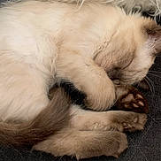 Sushi a rejoint le concours — aidez-le/la à gagner de superbes lots ! cat, kitten, sleeping, paw, paw_pads, fur, fluffy, white_pillow, couch, blanket, indoor, close_up, pet, nap, whiskers, tail, cozy, relaxing, soft_texture, portrait