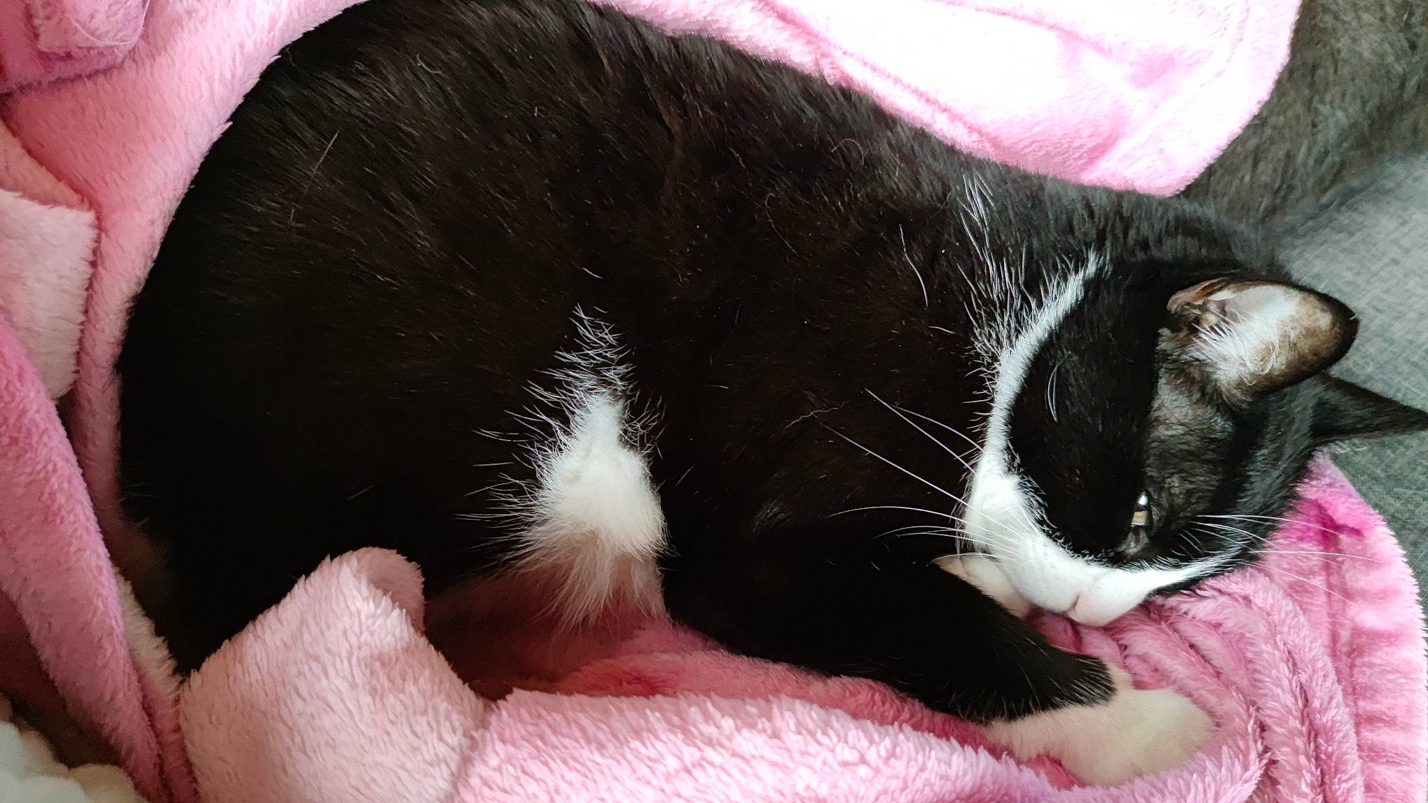 Simba a rejoint le concours — aidez-le/la à gagner de superbes lots ! carmine, carnivore, cat, cat_supply, claw, comfort, domestic_short_haired_cat, felidae, foot, fur, nail, nap, paw, sleep, small_to_medium_sized_cats, snout, tail, whiskers