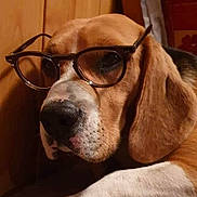 Newton participe au concours pour gagner de l'argent avec cette photo : animal, beagle, black, brown, close_up, companion, cute, dog, domestic, ears, face, fur, glasses, indoor, muzzle, nostrils, pet, portrait, resting, white