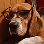 animal, beagle, black, brown, close_up, companion, cute, dog, domestic, ears, face, fur, glasses, indoor, muzzle, nostrils, pet, portrait, resting, white