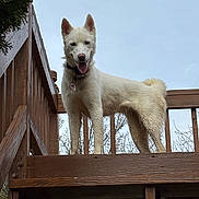 Sky is registered to the contest to win money with this photo: dog, white_dog, pet, canine, animal, outdoor, deck, wooden_deck, fence, sky, tongue_out, ears_up, collar, tag, standing, happy, daylight, nature, tree, smiling