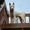 dog, white_dog, pet, canine, animal, outdoor, deck, wooden_deck, fence, sky, tongue_out, ears_up, collar, tag, standing, happy, daylight, nature, tree, smiling
