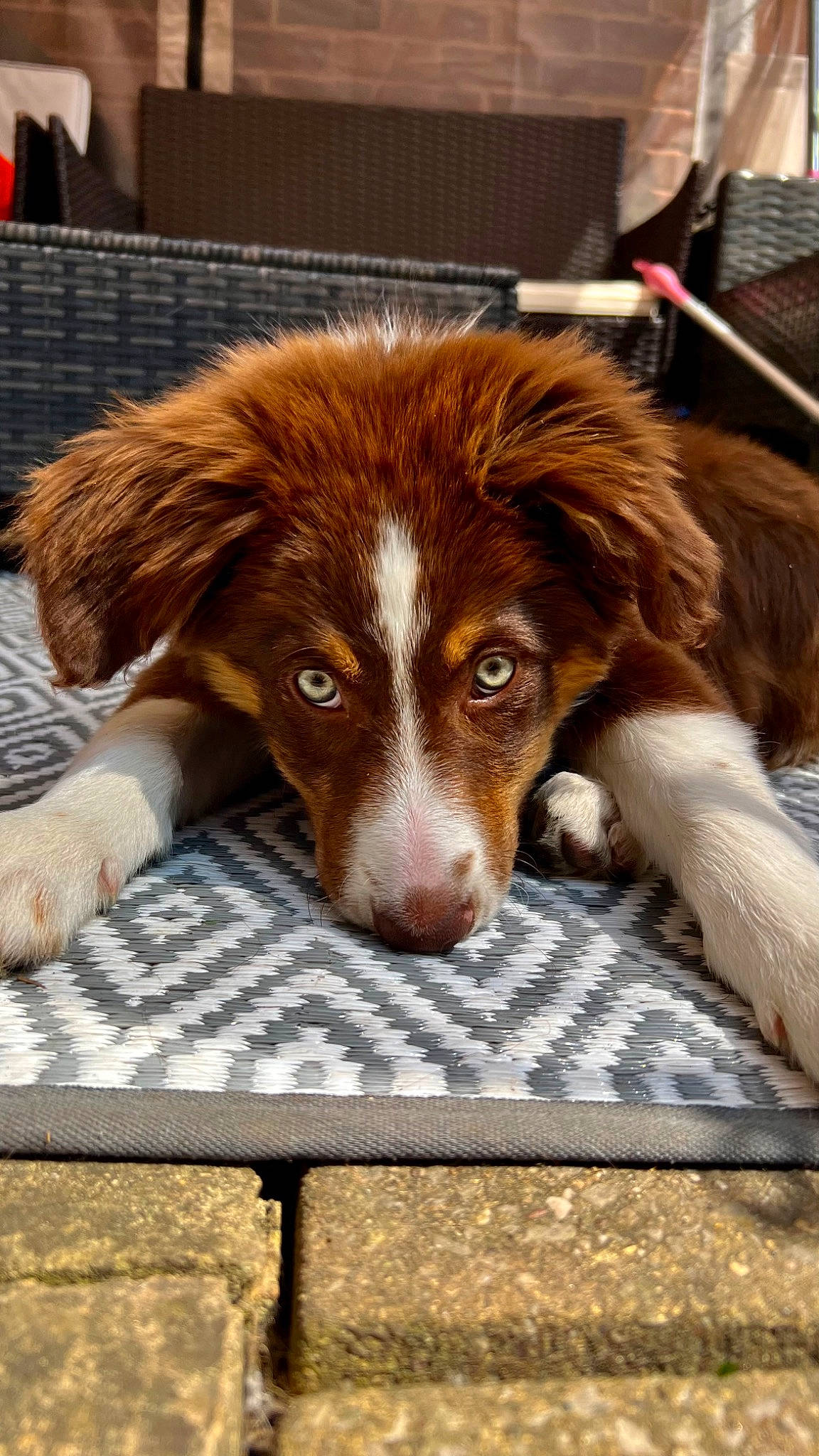 Ronnie joined the competition — help win amazing prizes! australian_shepherd, canidae, carnivore, companion_dog, dog, dog_breed, flooring, fur, hardwood, herding_dog, liver, snout, sporting_group, terrestrial_animal, welsh_springer_spaniel, whiskers, wood, working_animal, working_dog