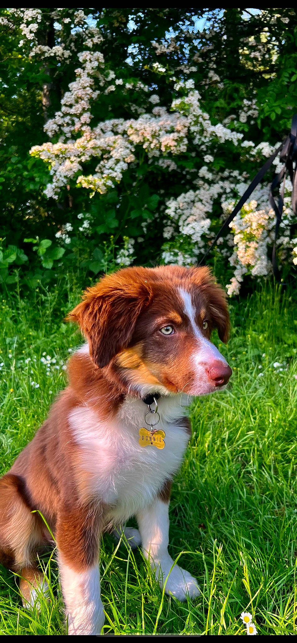 Ronnie joined the competition — help win amazing prizes! brittany, canidae, carnivore, chair, companion_dog, dog, dog_breed, fawn, flower, grass, gun_dog, irish_red_and_white_setter, liver, plant, snout, sporting_group, tail, terrestrial_animal, tree, working_dog