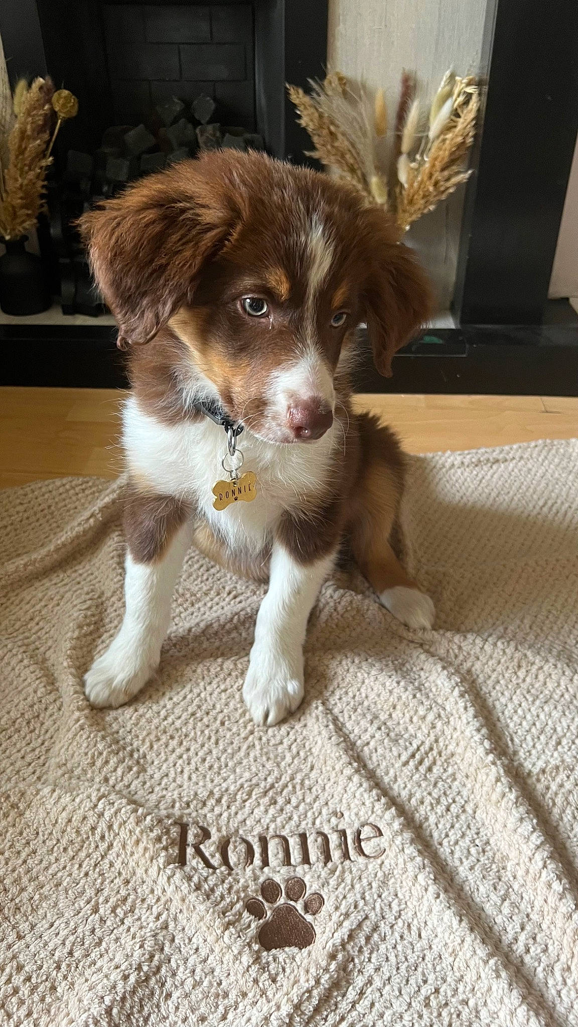 Ronnie is registered to the contest to win money with this photo: canidae, carnivore, companion_dog, corgi_chihuahua, dog, dog_breed, flooring, fur, gun_dog, linens, liver, puppy, snout, spaniel, sporting_group, terrestrial_animal, toy_dog, whiskers, woven_fabric