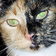 Dizzy is registered to the contest to win money with this photo: cat, calico_cat, tortoiseshell, close_up, portrait, green_eyes, whiskers, fur, nose, pink_nose, face, pet, feline, eye_reflection, macro, flash_photo, indoor, stare, white_chest, nostril