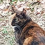 Dizzy is registered to the contest to win money with this photo: cat, feline, tortoiseshell, whiskers, ear, outdoor, gravel, rocks, grass, portrait, animal, sitting, looking_back, side_profile, fur, mottled, nature, pet, close_up, stare
