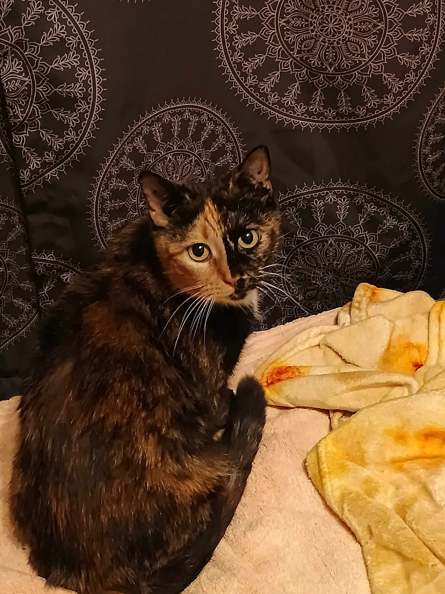 Dizzy joined the competition — help win amazing prizes! cat, tortoiseshell_cat, feline, pet, whiskers, eyes, fur, tail, blanket, bedding, tapestry, pattern_background, indoor, portrait, sitting, closeup, cozy, home, looking_at_camera, soft_lighting