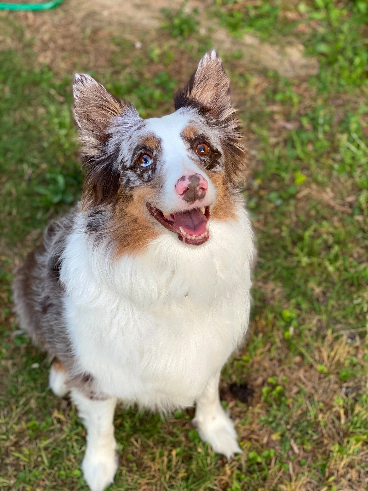 Lincoln joined the competition — help win amazing prizes! australian_collie, australian_shepherd, border_collie, canidae, carnivore, companion_dog, dog, dog_breed, herding_dog, mammal, miniature_australian_shepherd, sporting_group, vertebrate, welsh_sheepdog, working_dog
