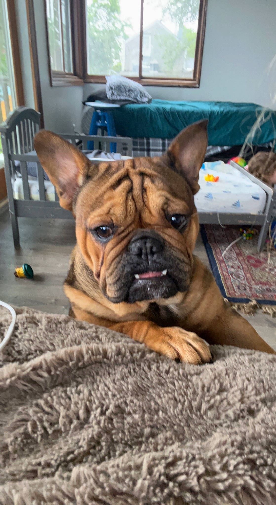 Cookie is registered to the contest to win money with this photo: bulldog, canidae, carnivore, chair, comfort, companion_dog, dog, dog_breed, fawn, flooring, hardwood, snout, sporting_group, terrestrial_animal, toy_dog, whiskers, window, wood, working_animal, wrinkle