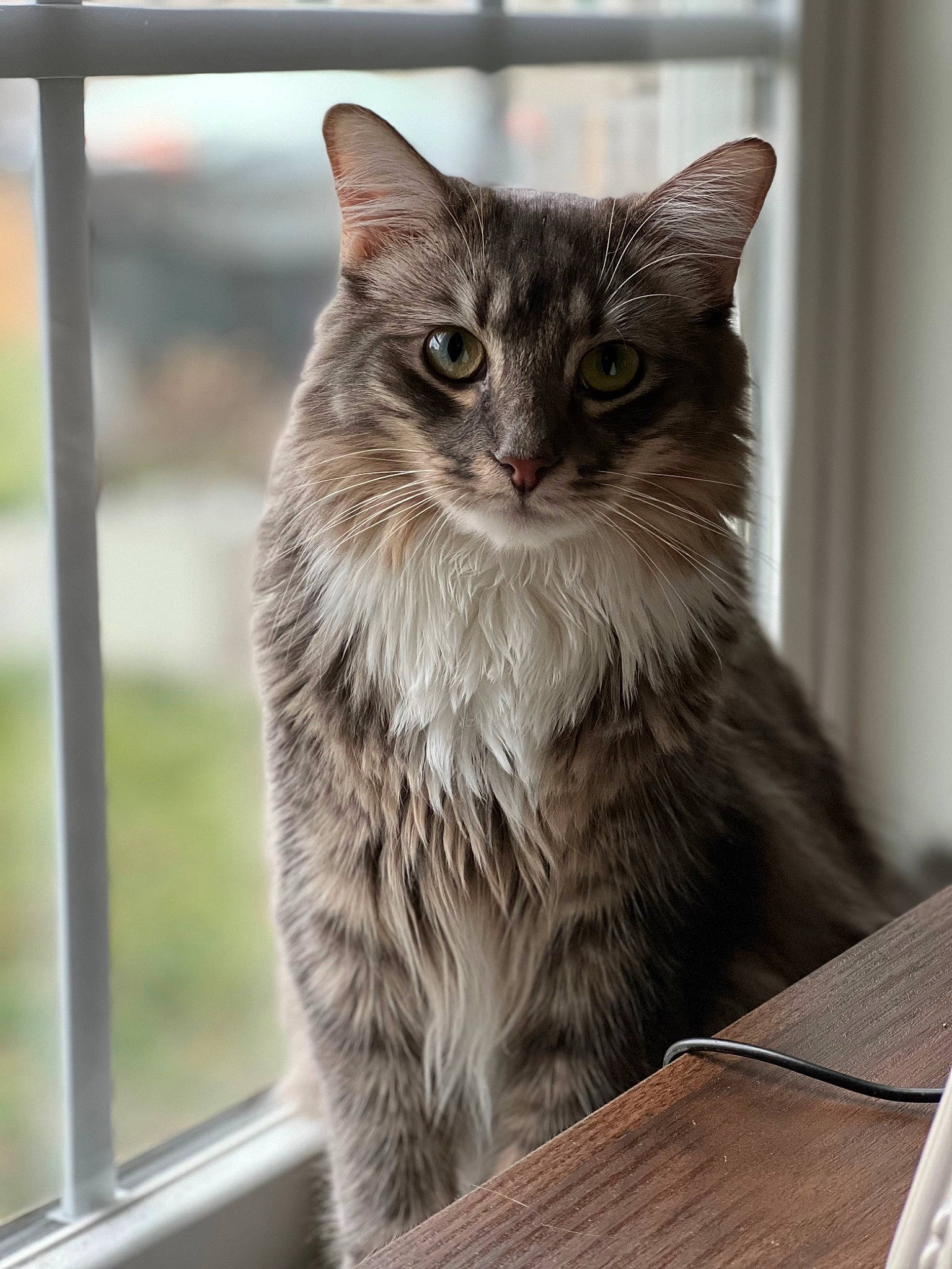 Jasper joined the competition — help win amazing prizes! box, british_longhair, carnivore, cat, claw, domestic_short_haired_cat, felidae, fur, hardwood, maine_coon, plank, small_to_medium_sized_cats, snout, table, terrestrial_animal, whiskers, window, wood