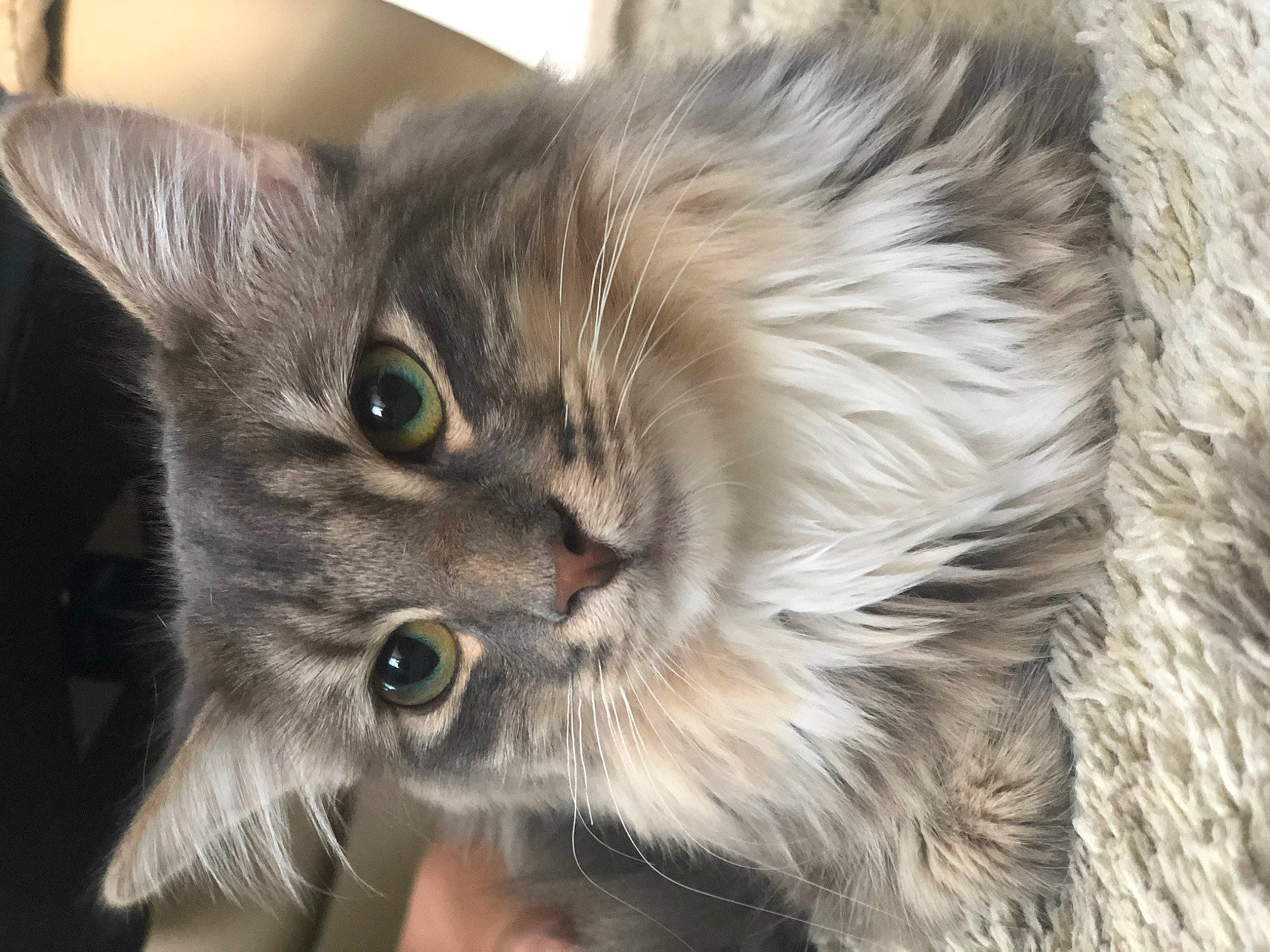 Jasper is registered to the contest to win money with this photo: box, british_longhair, carnivore, cat, claw, domestic_short_haired_cat, ear, fawn, felidae, fur, maine_coon, paw, plant, small_to_medium_sized_cats, tail, whiskers, window