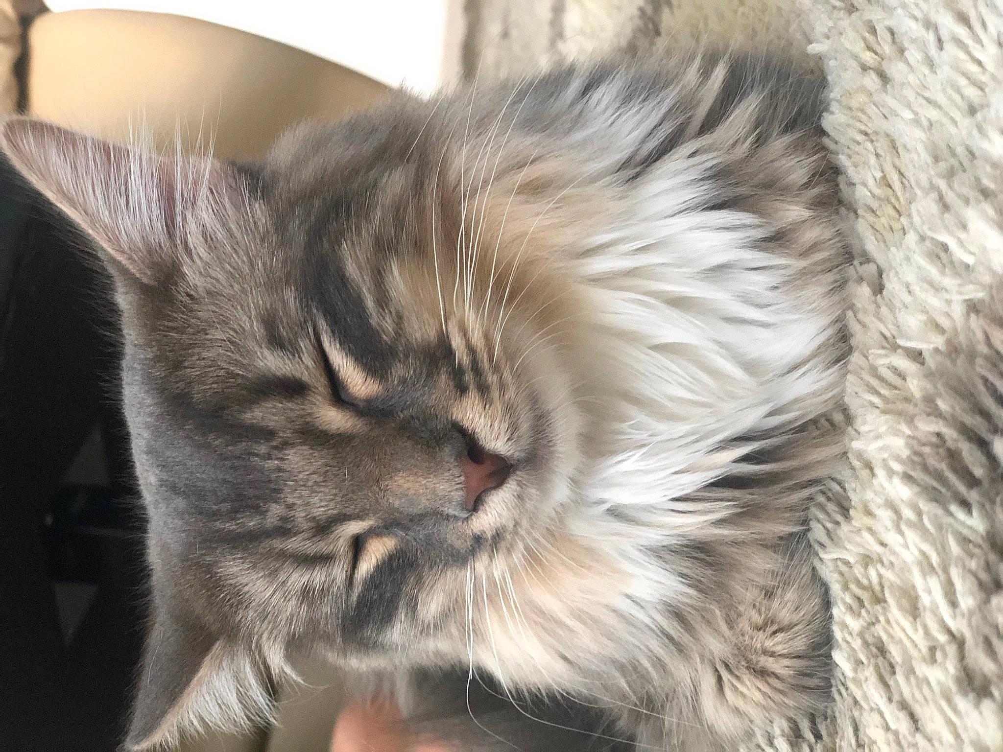 Jasper joined the competition — help win amazing prizes! carnivore, cat, claw, comfort, domestic_short_haired_cat, fawn, felidae, fur, nap, paw, plant, sleep, small_to_medium_sized_cats, snout, terrestrial_animal, whiskers