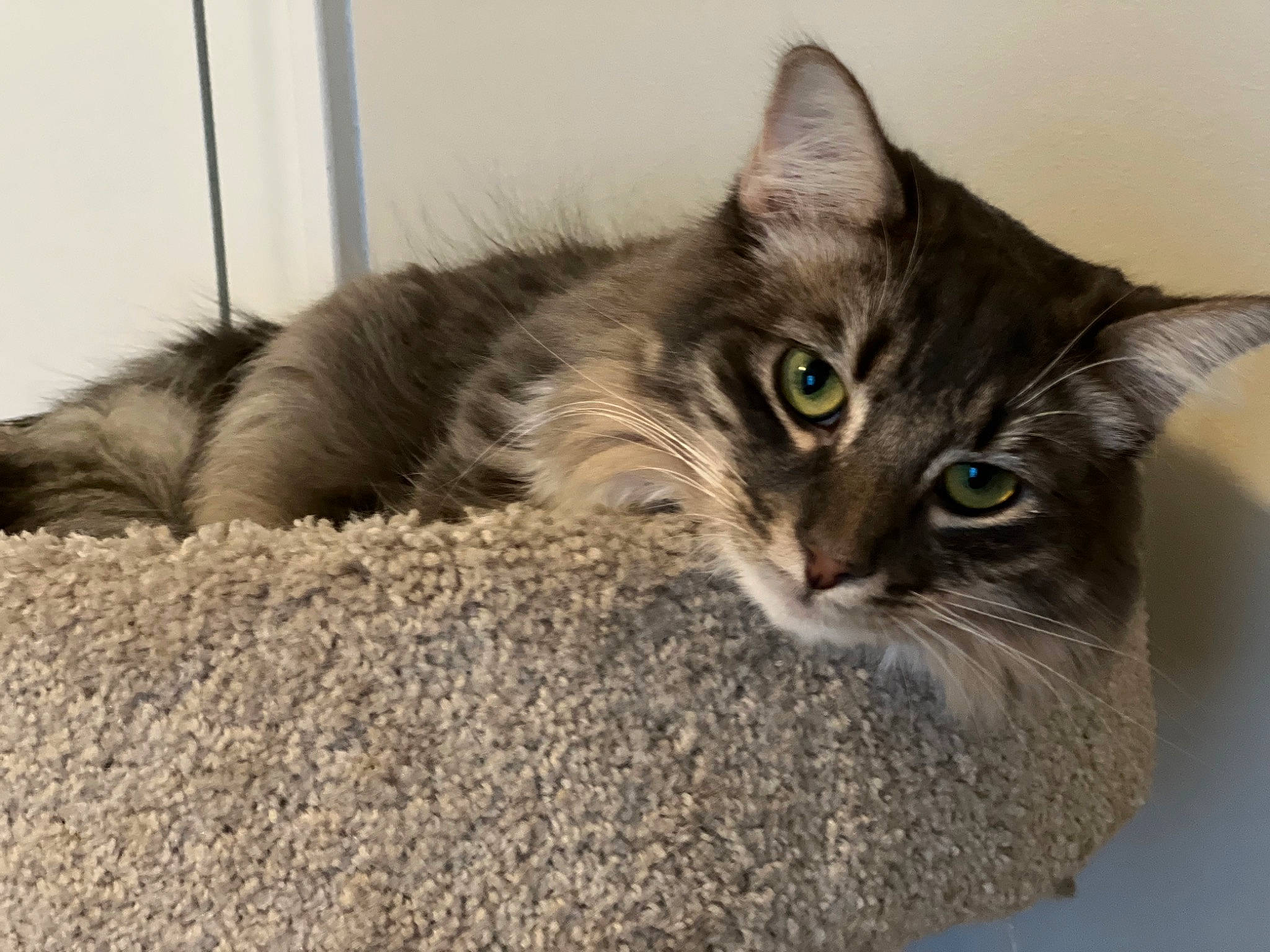 Jasper is registered to the contest to win money with this photo: box, british_longhair, cardboard, carnivore, cat, cat_bed, cat_furniture, cat_supply, claw, comfort, domestic_short_haired_cat, felidae, fur, grey, maine_coon, paw, small_to_medium_sized_cats, terrestrial_animal, whiskers, window