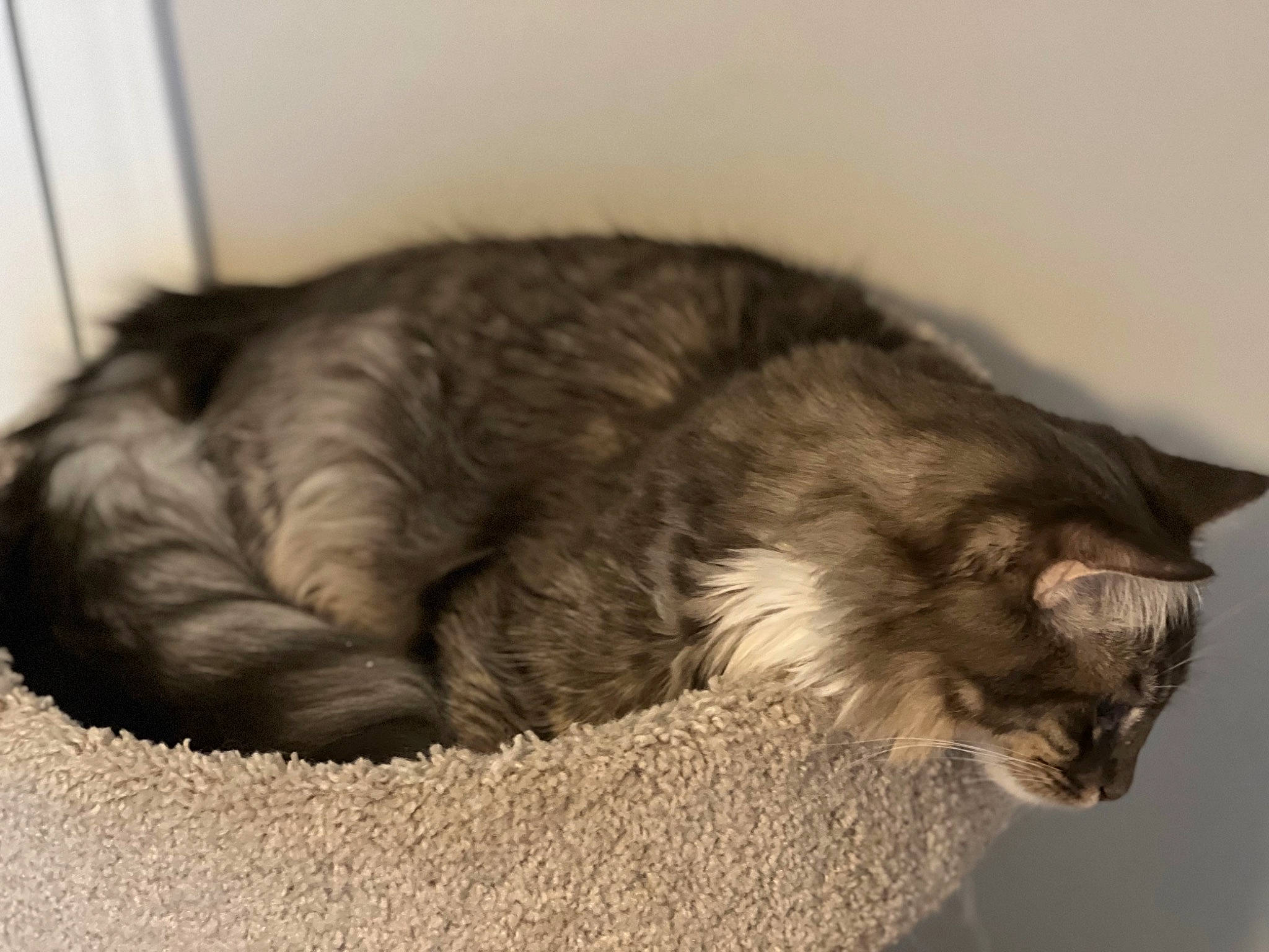 Jasper is registered to the contest to win money with this photo: black_cat, carnivore, cat, cat_supply, claw, comfort, domestic_short_haired_cat, ear, felidae, fur, grey, nap, paw, sleep, small_to_medium_sized_cats, snout, tail, terrestrial_animal, whiskers, window