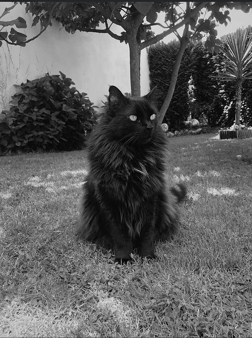 Minet a rejoint le concours — aidez-le/la à gagner de superbes lots ! black_and_white, canidae, carnivore, cat, dog_breed, felidae, fur, grass, monochrome, monochrome_photography, palm_tree, plant, small_to_medium_sized_cats, snout, style, tail, terrestrial_animal, tints_and_shades, tree, whiskers