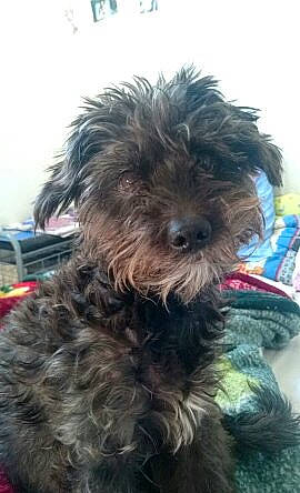 Titoune participe au concours pour gagner de l'argent avec cette photo : canidae, carnivore, collar, companion_dog, dog, dog_breed, dog_collar, fur, maltepoo, non_sporting_group, poodle_crossbreed, shih_poo, small_terrier, snout, sporting_group, terrier, toy_dog, water_dog, working_animal, yorkipoo