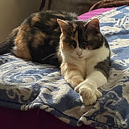 Gemini is registered to the contest to win money with this photo: cat, calico_cat, pet, animal, indoor, bed, blanket, feline, resting, crossed_paws, fur, cozy, home, domestic_animal, relaxed, mammal, pattern, soft_lighting, sleepy, cute