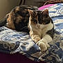 cat, calico_cat, pet, animal, indoor, bed, blanket, feline, resting, crossed_paws, fur, cozy, home, domestic_animal, relaxed, mammal, pattern, soft_lighting, sleepy, cute