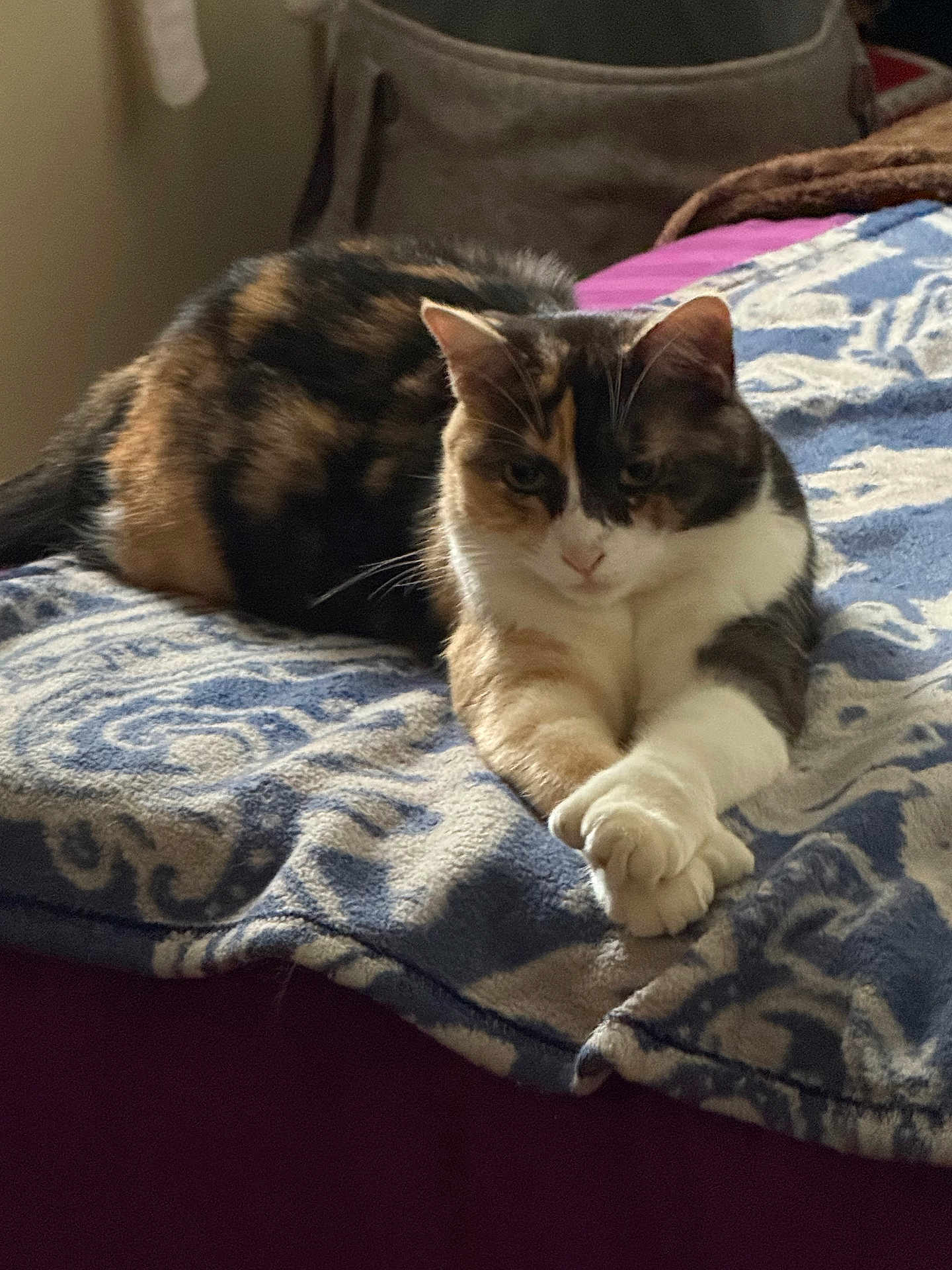 Gemini is registered to the contest to win money with this photo: cat, calico_cat, pet, animal, indoor, bed, blanket, feline, resting, crossed_paws, fur, cozy, home, domestic_animal, relaxed, mammal, pattern, soft_lighting, sleepy, cute